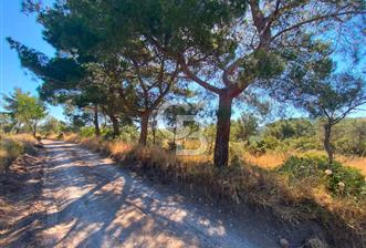 Çanakkale Ayvacık Gülpınar Satılık Zeytinlik! - 11 - 353579