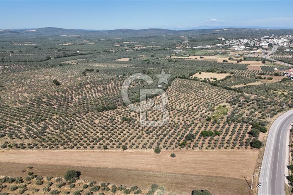 Ezine Geyikli'de Asfalt Yola Cepheli 7.916 m² Satılık Arazi