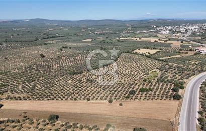 Ezine Geyikli'de Asfalt Yola Cepheli 7.916 m² Satılık Arazi
