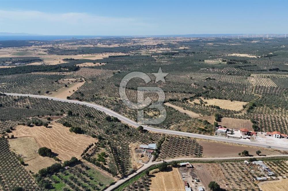Ezine Geyikli'de 7710 m2 2 Ayrı Parsel  Satılık Zeytinlik 