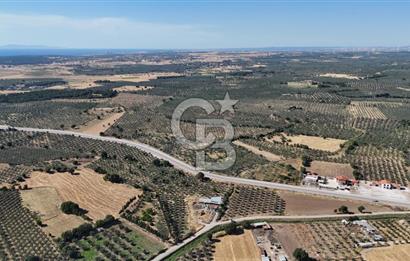 Ezine Geyikli'de 7710 m2 2 Ayrı Parsel  Satılık Zeytinlik 