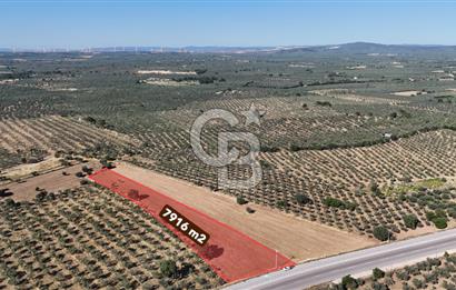 Ezine Geyikli'de Asfalt Yola Cepheli 7.916 m² Satılık Arazi