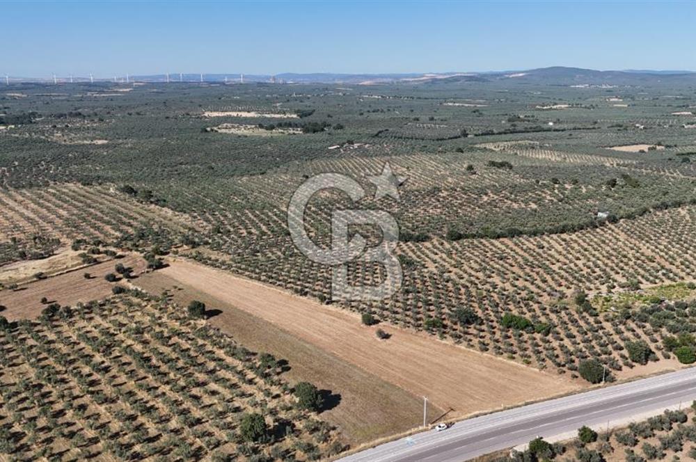 Ezine Geyikli'de Asfalt Yola Cepheli 7.916 m² Satılık Arazi