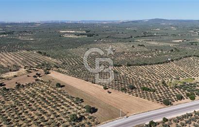 Ezine Geyikli'de Asfalt Yola Cepheli 7.916 m² Satılık Arazi