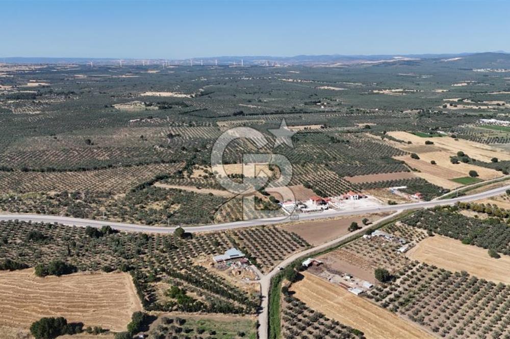 Ezine Geyikli'de 7710 m2 2 Ayrı Parsel  Satılık Zeytinlik 