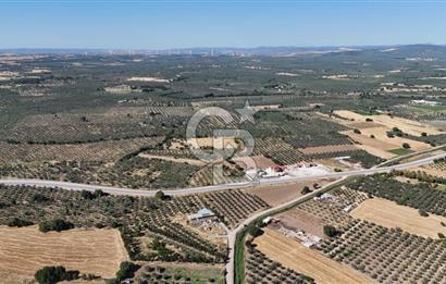 Ezine Geyikli'de 7710 m2 2 Ayrı Parsel  Satılık Zeytinlik 