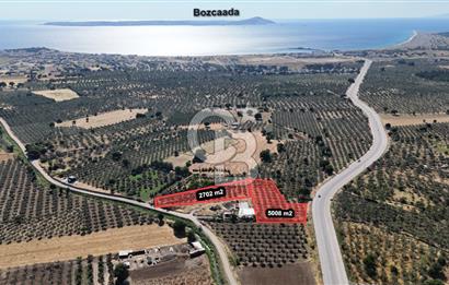 Ezine Geyikli'de 7710 m2 2 Ayrı Parsel  Satılık Zeytinlik 