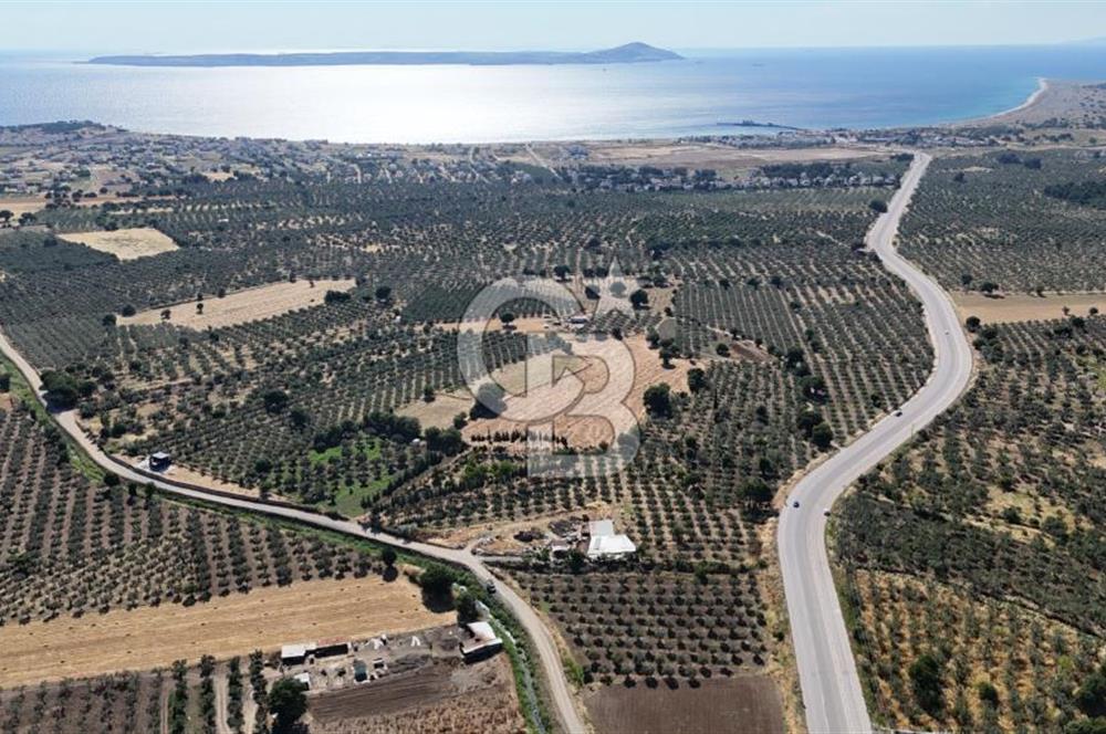 Ezine Geyikli'de 7710 m2 2 Ayrı Parsel  Satılık Zeytinlik 