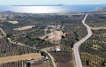 Ezine Geyikli'de 7710 m2 2 Ayrı Parsel  Satılık Zeytinlik 