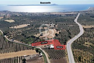 Ezine Geyikli'de 7710 m2 2 Ayrı Parsel  Satılık Zeytinlik  - 8 - 353582