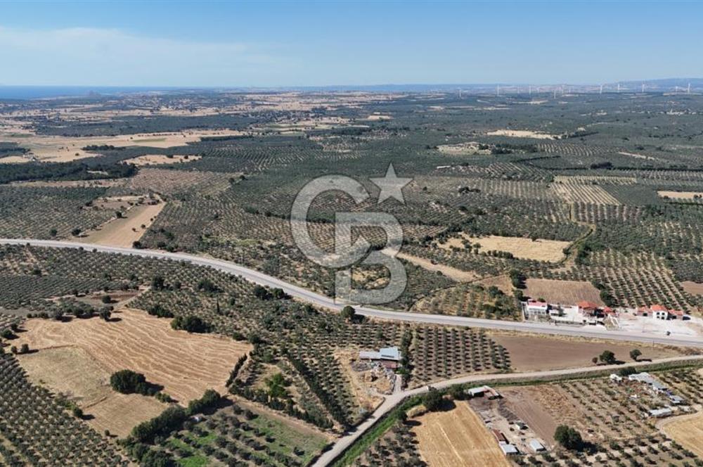 Ezine Geyikli'de 7710 m2 2 Ayrı Parsel  Satılık Zeytinlik 