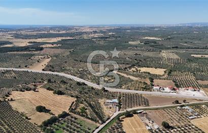 Ezine Geyikli'de 7710 m2 2 Ayrı Parsel  Satılık Zeytinlik 