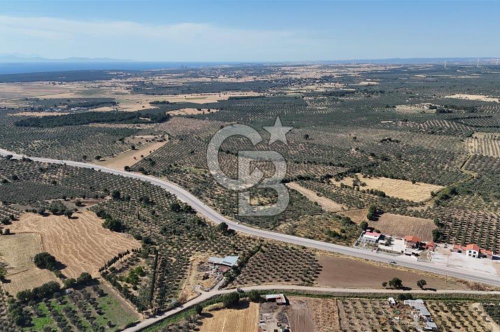 Ezine Geyikli'de 7710 m2 2 Ayrı Parsel  Satılık Zeytinlik 