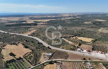 Ezine Geyikli'de 7710 m2 2 Ayrı Parsel  Satılık Zeytinlik 