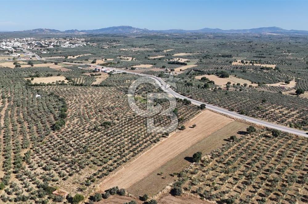Ezine Geyikli'de Asfalt Yola Cepheli 7.916 m² Satılık Arazi