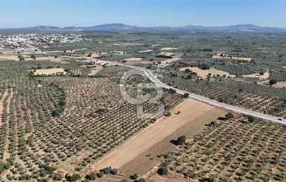 Ezine Geyikli'de Asfalt Yola Cepheli 7.916 m² Satılık Arazi