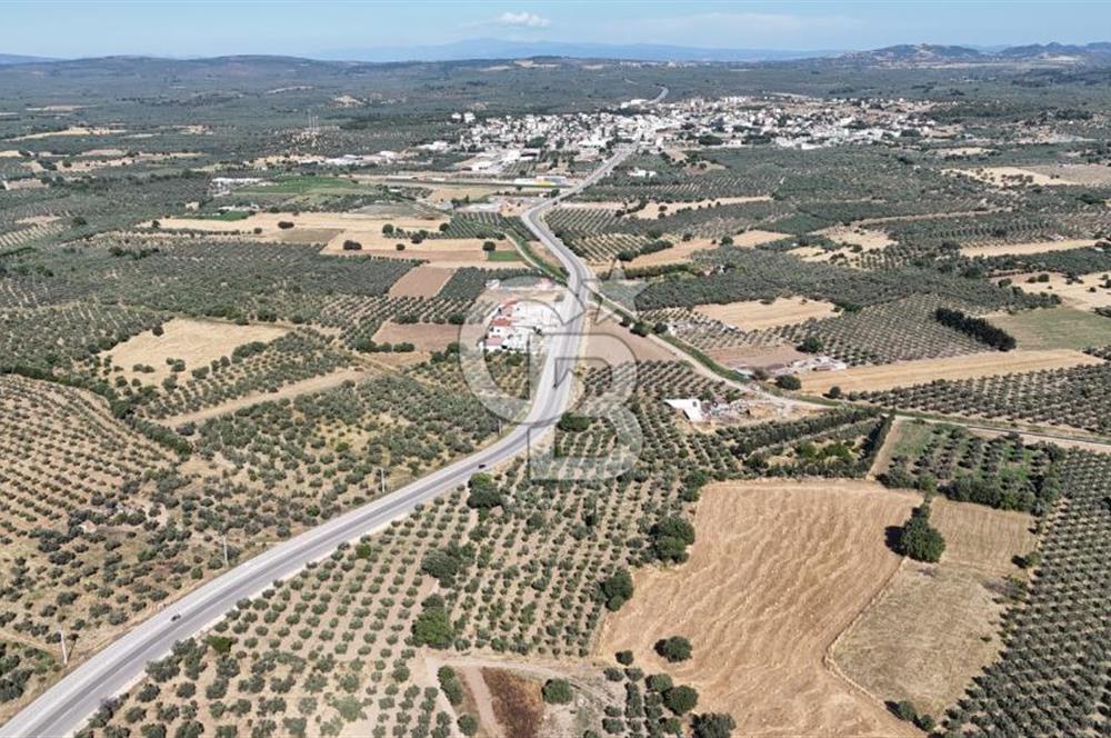 Ezine Geyikli'de 7710 m2 2 Ayrı Parsel  Satılık Zeytinlik 