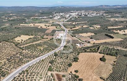 Ezine Geyikli'de 7710 m2 2 Ayrı Parsel  Satılık Zeytinlik 