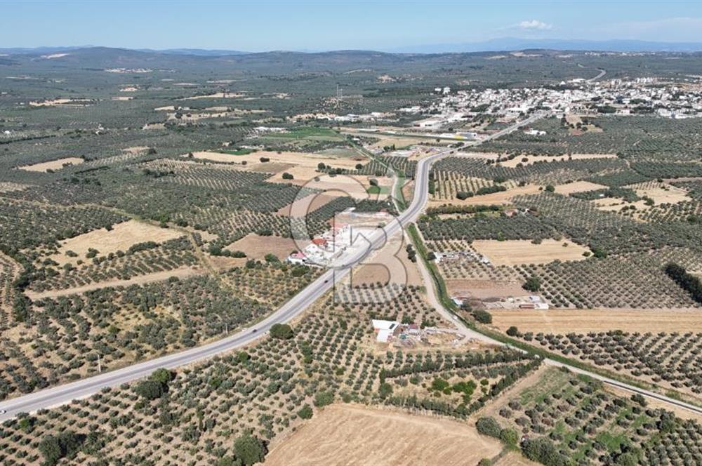Ezine Geyikli'de 7710 m2 2 Ayrı Parsel  Satılık Zeytinlik 