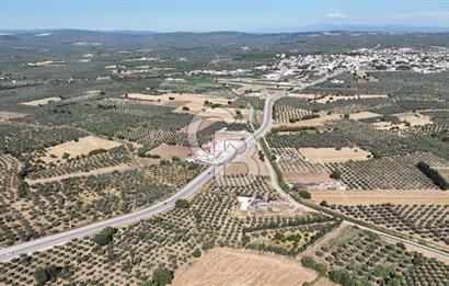 Ezine Geyikli'de 7710 m2 2 Ayrı Parsel  Satılık Zeytinlik 