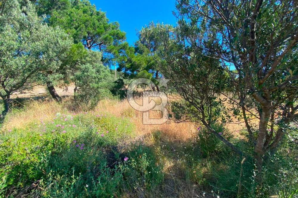 Çanakkale Ayvacık Gülpınar Satılık Zeytinlik!