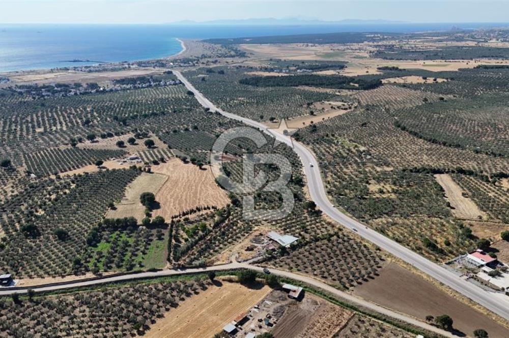 Ezine Geyikli'de 7710 m2 2 Ayrı Parsel  Satılık Zeytinlik 