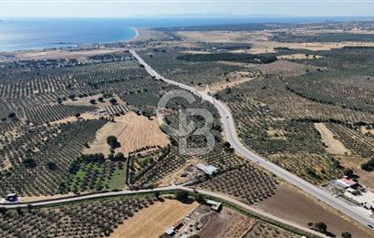 Ezine Geyikli'de 7710 m2 2 Ayrı Parsel  Satılık Zeytinlik 