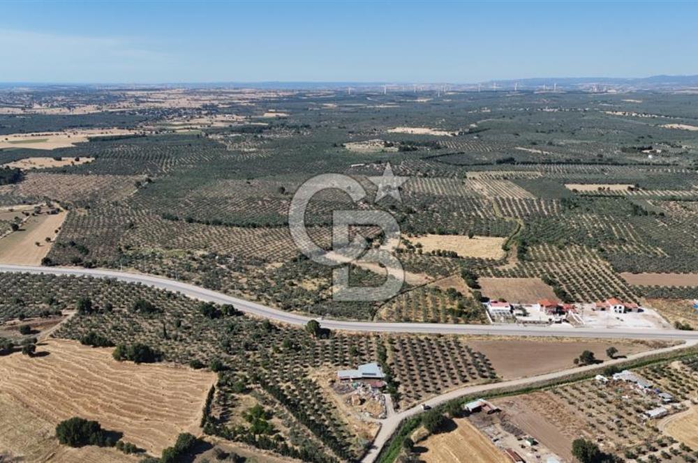 Ezine Geyikli'de 7710 m2 2 Ayrı Parsel  Satılık Zeytinlik 