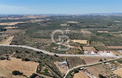 Ezine Geyikli'de 7710 m2 2 Ayrı Parsel  Satılık Zeytinlik 