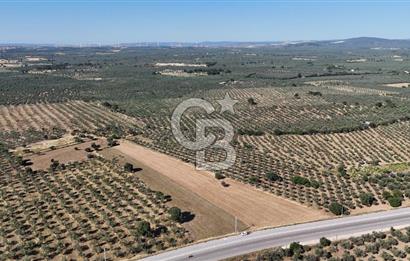 Ezine Geyikli'de Asfalt Yola Cepheli 7.916 m² Satılık Arazi