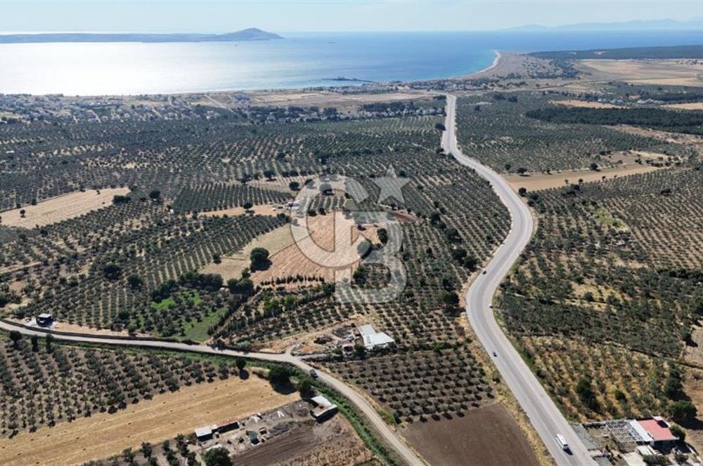 Ezine Geyikli'de 7710 m2 2 Ayrı Parsel  Satılık Zeytinlik 
