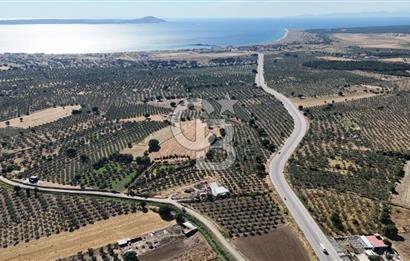 Ezine Geyikli'de 7710 m2 2 Ayrı Parsel  Satılık Zeytinlik 