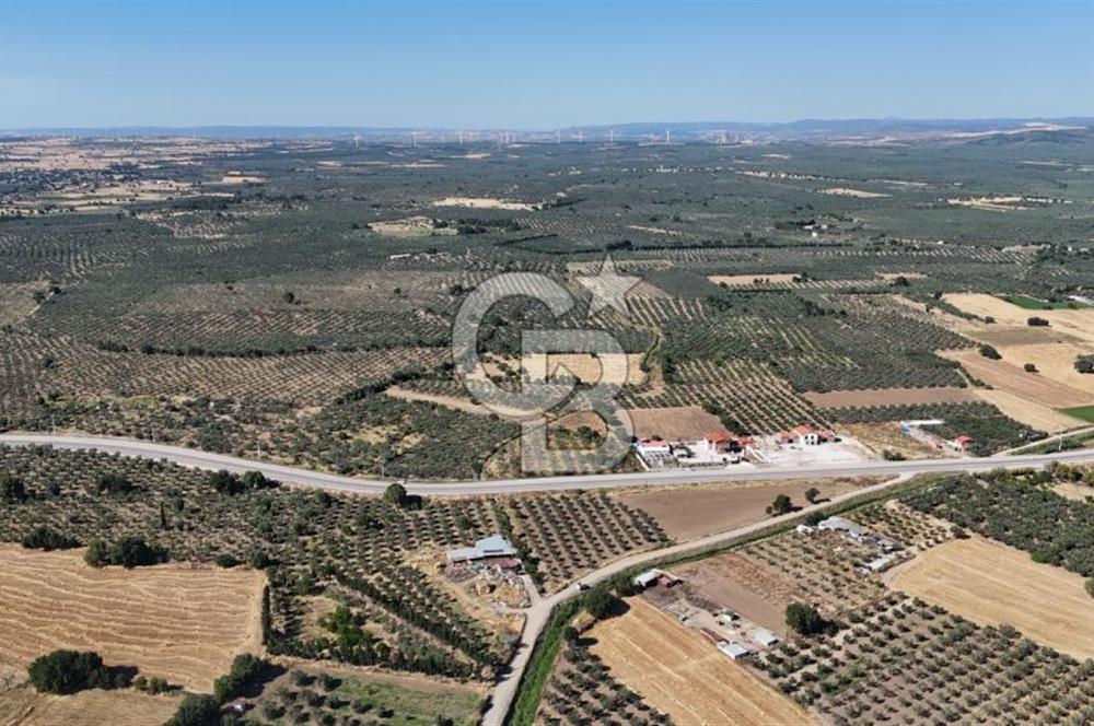 Ezine Geyikli'de 7710 m2 2 Ayrı Parsel  Satılık Zeytinlik 