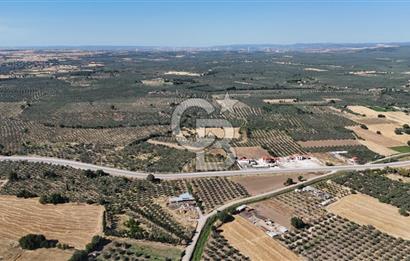 Ezine Geyikli'de 7710 m2 2 Ayrı Parsel  Satılık Zeytinlik 