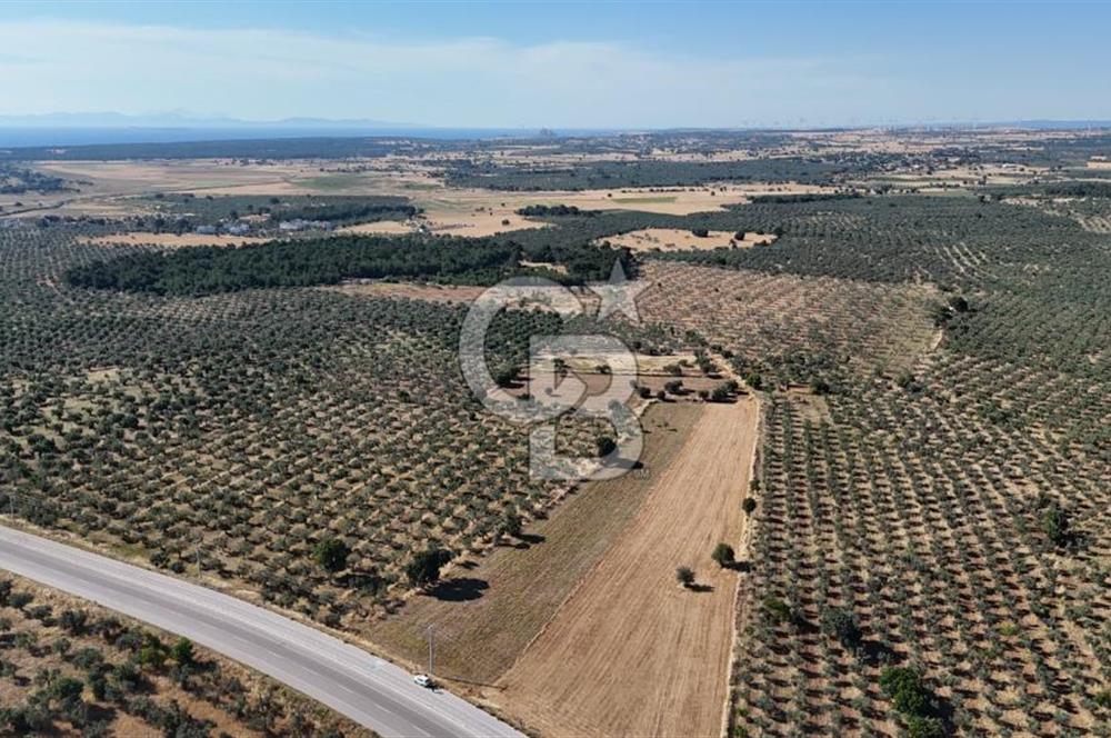Ezine Geyikli'de Asfalt Yola Cepheli 7.916 m² Satılık Arazi