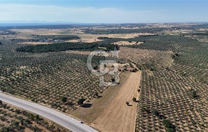 Ezine Geyikli'de Asfalt Yola Cepheli 7.916 m² Satılık Arazi