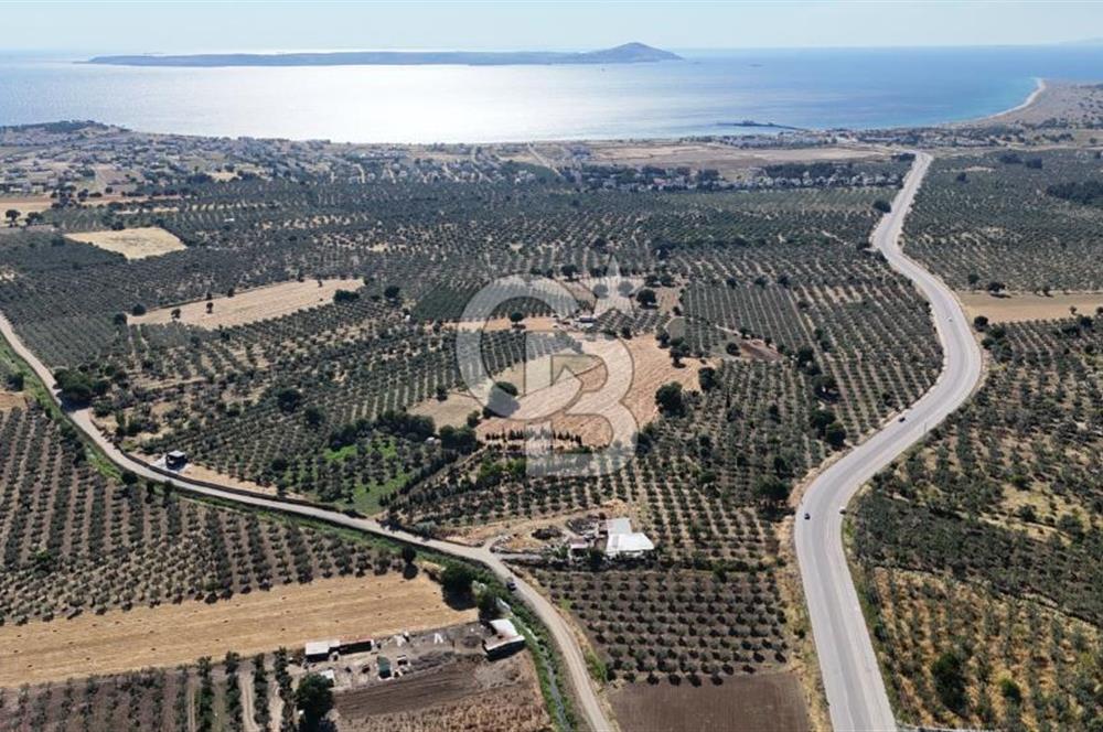 Ezine Geyikli'de 7710 m2 2 Ayrı Parsel  Satılık Zeytinlik 