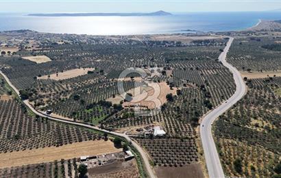 Ezine Geyikli'de 7710 m2 2 Ayrı Parsel  Satılık Zeytinlik 