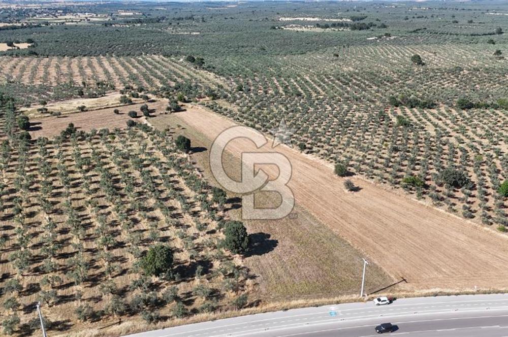 Ezine Geyikli'de Asfalt Yola Cepheli 7.916 m² Satılık Arazi