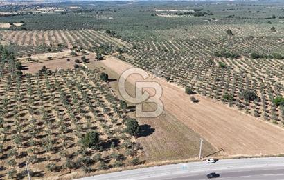 Ezine Geyikli'de Asfalt Yola Cepheli 7.916 m² Satılık Arazi