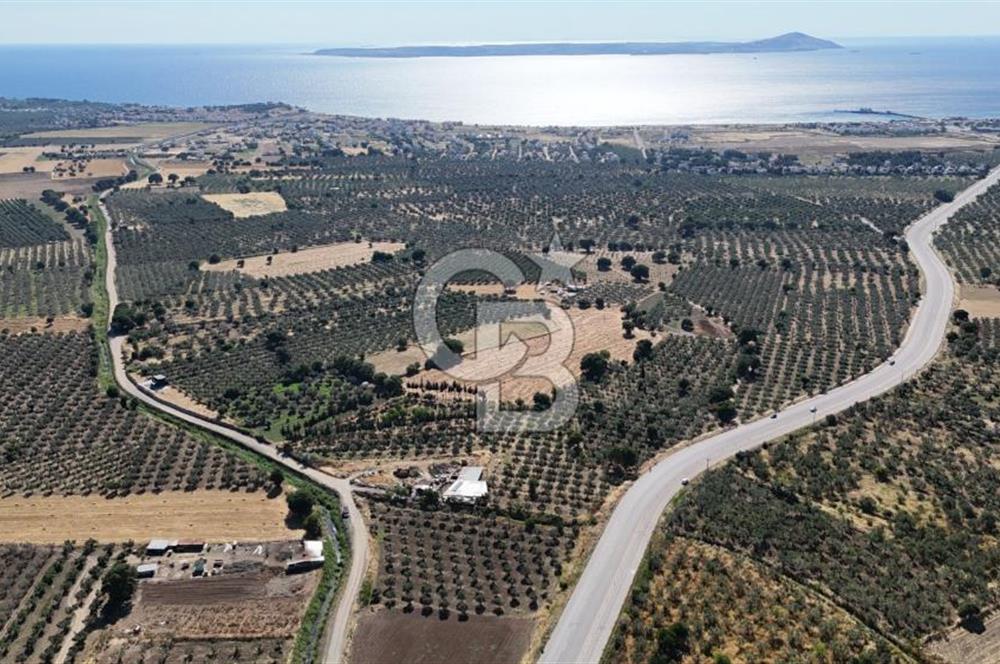 Ezine Geyikli'de 7710 m2 2 Ayrı Parsel  Satılık Zeytinlik 