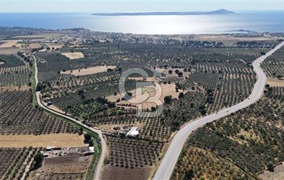 Ezine Geyikli'de 7710 m2 2 Ayrı Parsel  Satılık Zeytinlik 