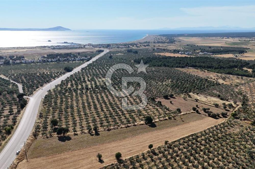 Ezine Geyikli'de Asfalt Yola Cepheli 7.916 m² Satılık Arazi