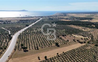 Ezine Geyikli'de Asfalt Yola Cepheli 7.916 m² Satılık Arazi
