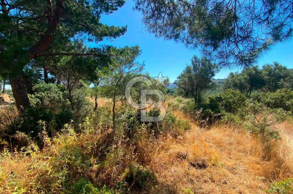 Çanakkale Ayvacık Gülpınar Satılık Zeytinlik!