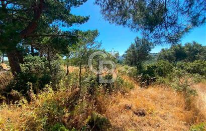 Çanakkale Ayvacık Gülpınar Satılık Zeytinlik!
