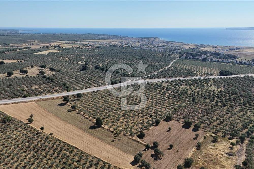 Ezine Geyikli'de Asfalt Yola Cepheli 7.916 m² Satılık Arazi