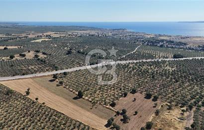 Ezine Geyikli'de Asfalt Yola Cepheli 7.916 m² Satılık Arazi