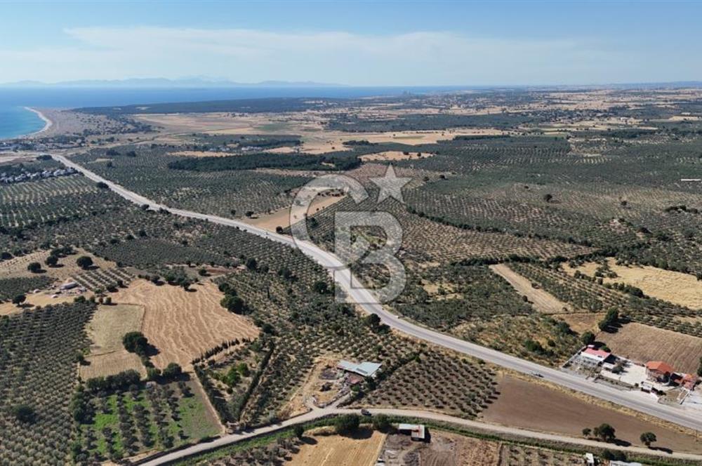 Ezine Geyikli'de 7710 m2 2 Ayrı Parsel  Satılık Zeytinlik 