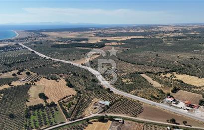 Ezine Geyikli'de 7710 m2 2 Ayrı Parsel  Satılık Zeytinlik 